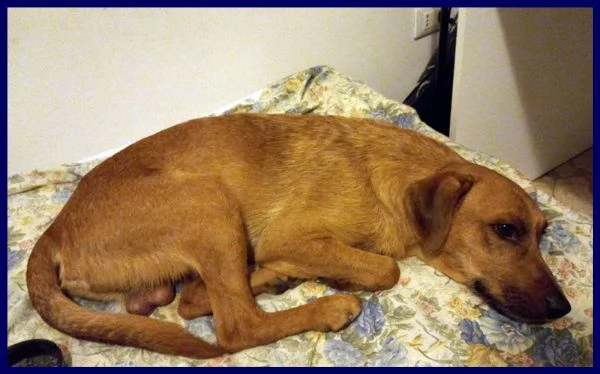 kinu 2 anni soffre troppo in città e cerca nuova famiglia | Foto 3