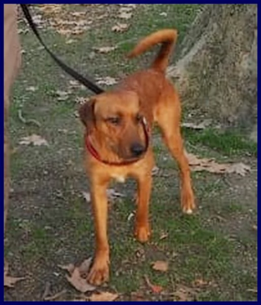 kinu 2 anni soffre troppo in città e cerca nuova famiglia | Foto 2