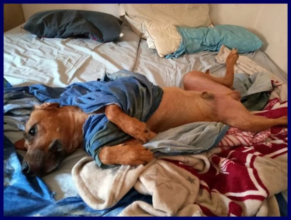 kinu 2 anni soffre troppo in città e cerca nuova famiglia | Foto 1