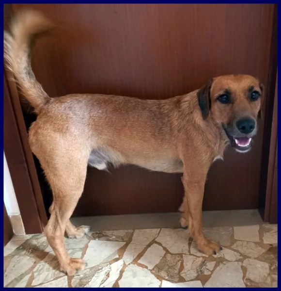 kinu 2 anni soffre troppo in città e cerca nuova famiglia | Foto 0