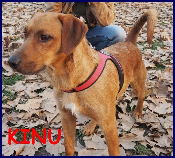 kinu 2 anni soffre troppo in città e cerca nuova famiglia