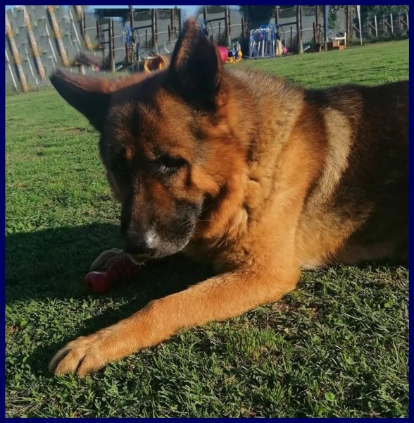 ettore pastore tedesco 9 anni muore il padrone e lui rimane abbandonato in un terreno | Foto 4