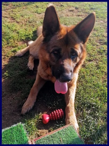 ettore pastore tedesco 9 anni muore il padrone e lui rimane abbandonato in un terreno | Foto 2
