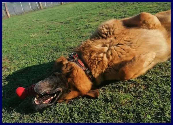 ettore pastore tedesco 9 anni muore il padrone e lui rimane abbandonato in un terreno | Foto 0