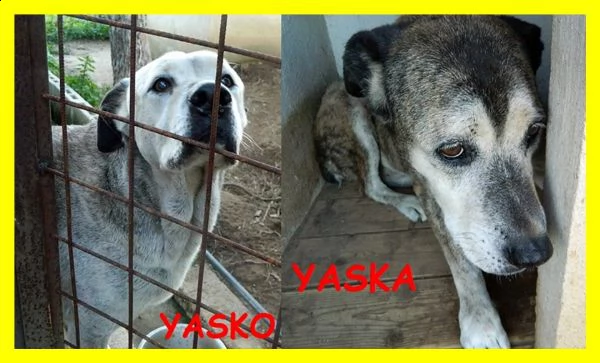 yasko e yaska teneri nonnini due vite sprecate in canile da sempre