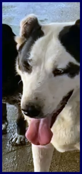 homer patatone dolcissimo con orecchie e coda tagliate troppo tenero | Foto 3