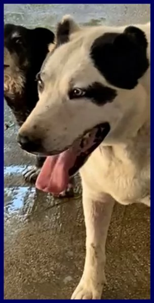 homer patatone dolcissimo con orecchie e coda tagliate troppo tenero | Foto 1