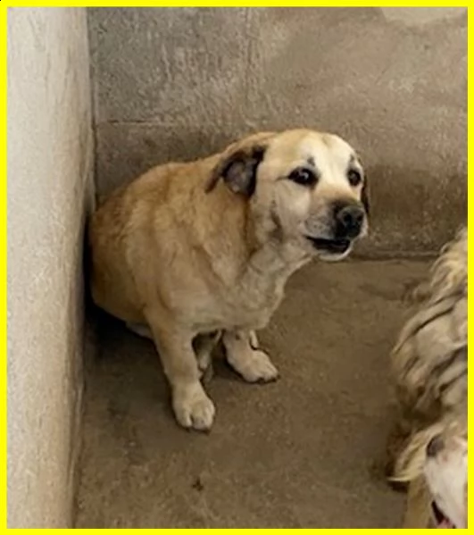 pia piccolina terrorizzata in un angolo adozione d'amore | Foto 2