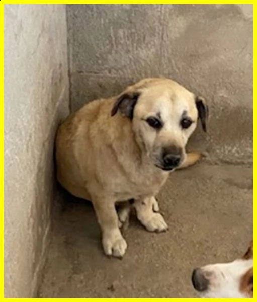 pia piccolina terrorizzata in un angolo adozione d'amore | Foto 1