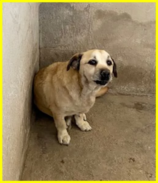 pia piccolina terrorizzata in un angolo adozione d'amore | Foto 0