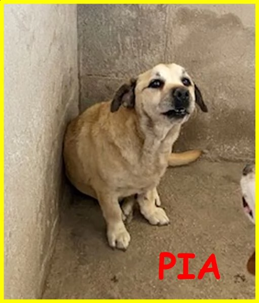 pia piccolina terrorizzata in un angolo adozione d'amore