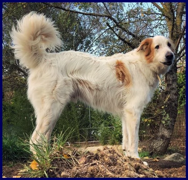 tunello simil maremmano 6 anni patatone supercoccolone in cerca di casa | Foto 3