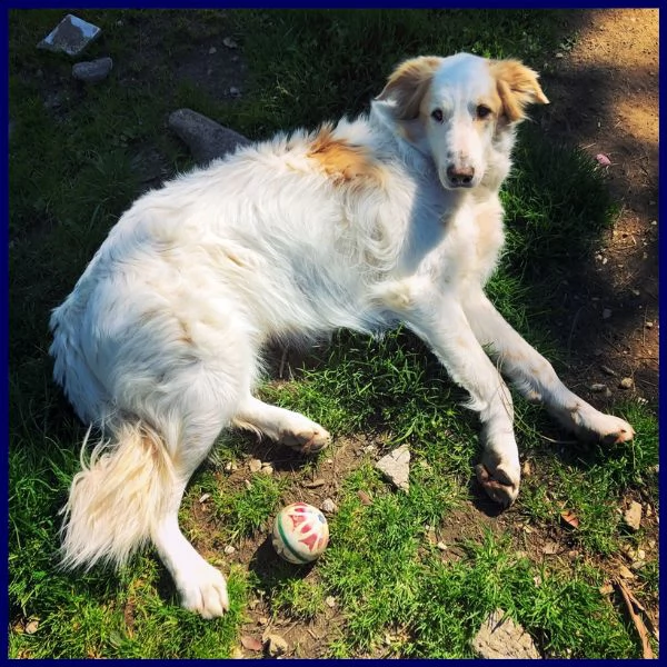 tunello simil maremmano 6 anni patatone supercoccolone in cerca di casa | Foto 1