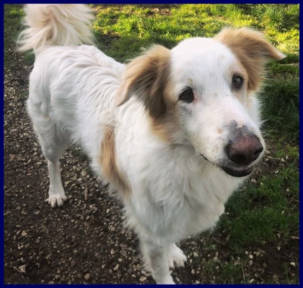 tunello simil maremmano 6 anni patatone supercoccolone in cerca di casa | Foto 0