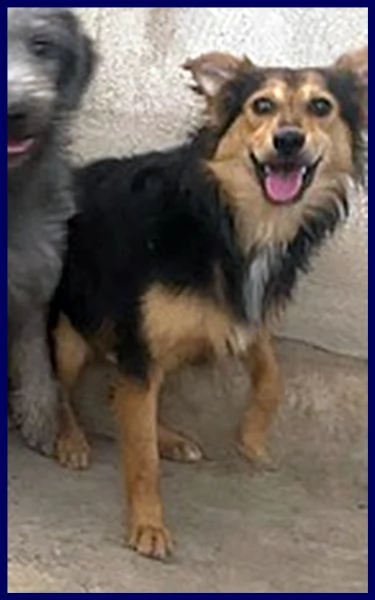 danubio cucciolone 10 mesi lupacchiotto aspetta una mamma | Foto 4