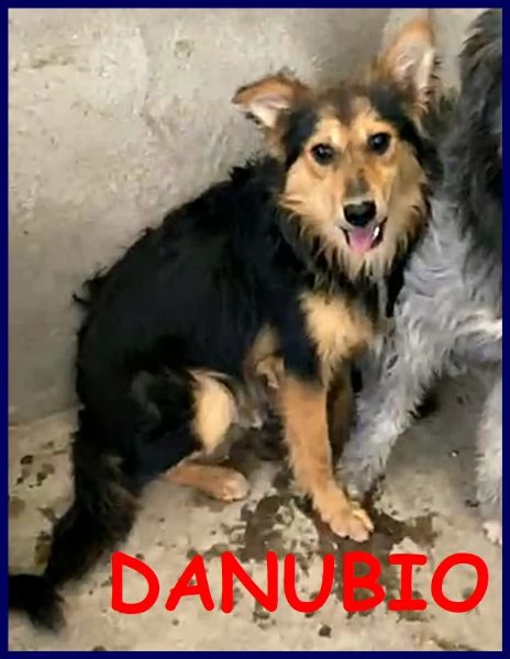 danubio cucciolone 10 mesi lupacchiotto aspetta una mamma