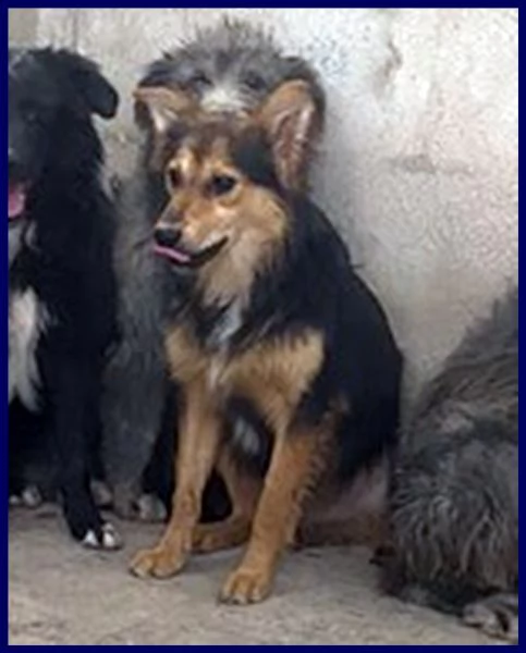 danubio cucciolone 10 mesi lupacchiotto aspetta una mamma | Foto 1