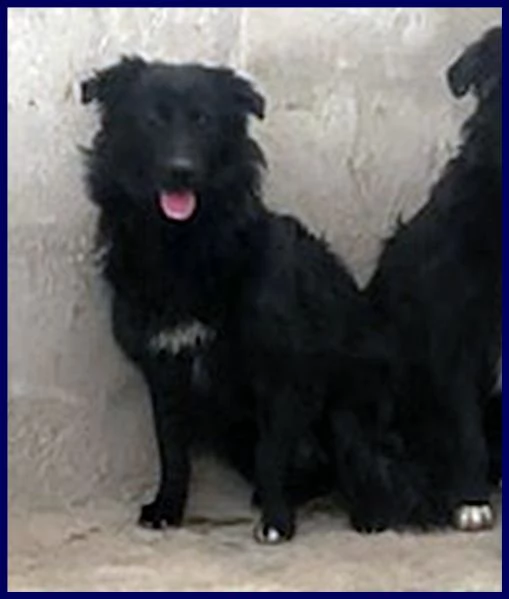 arabella cucciolona 10 mesi simil border sogna una mamma che la salvi | Foto 2