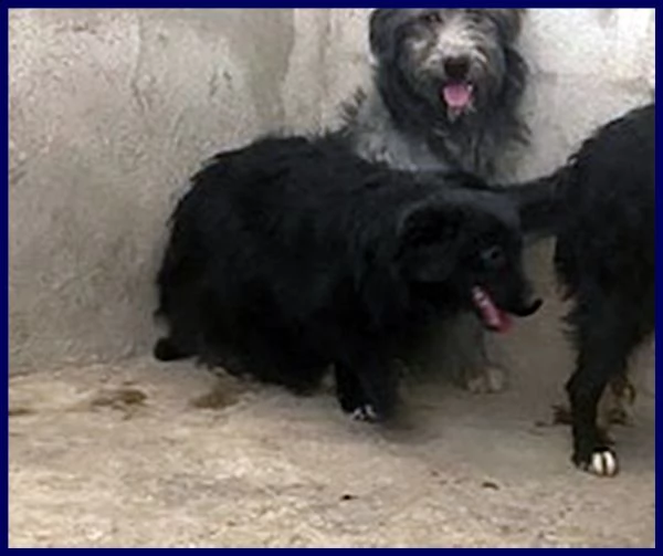 arabella cucciolona 10 mesi simil border sogna una mamma che la salvi | Foto 1