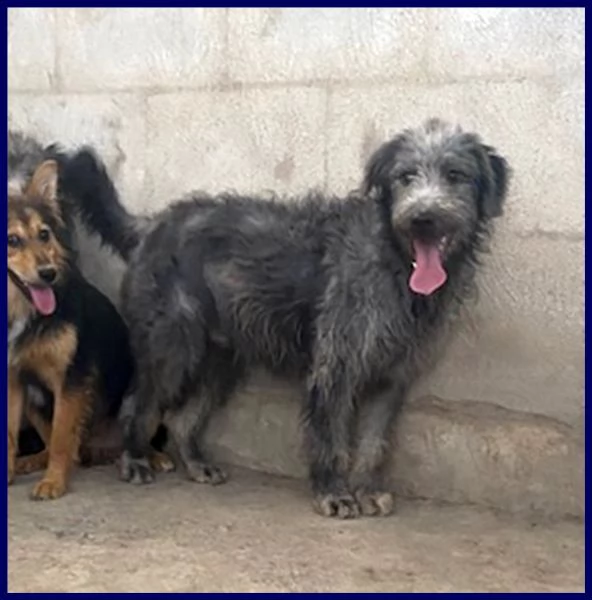 magogo cucciolone 10 mesi simil griffone aspetta una mamma | Foto 1