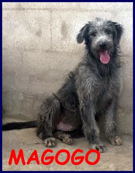 magogo cucciolone 10 mesi simil griffone aspetta una mamma