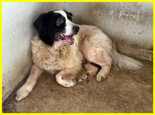 chico adozione d'amore urgente 18 anni ha bisogno di cure | Foto 4