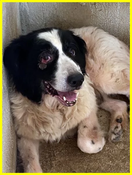 chico adozione d'amore urgente 18 anni ha bisogno di cure | Foto 3