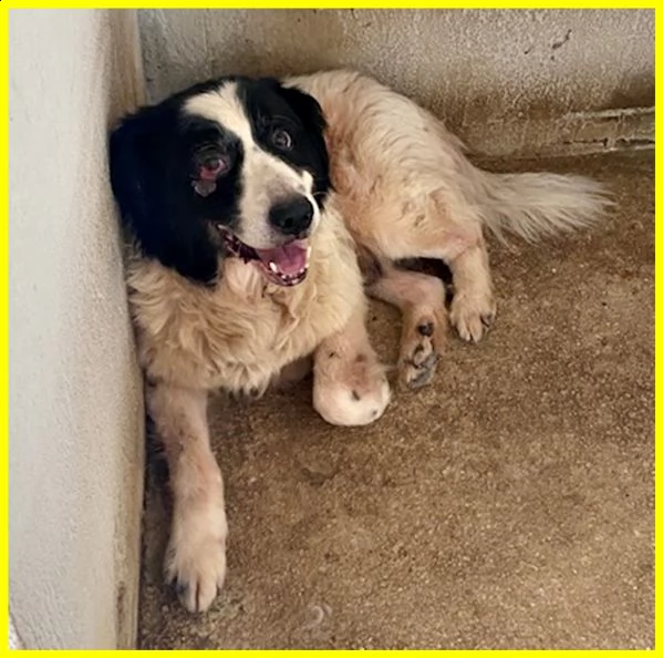 chico adozione d'amore urgente 18 anni ha bisogno di cure | Foto 2