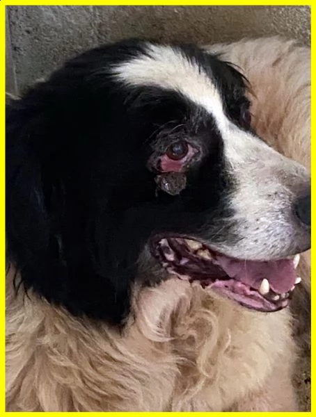 chico adozione d'amore urgente 18 anni ha bisogno di cure | Foto 1