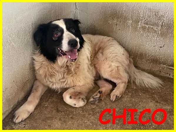 chico adozione d'amore urgente 18 anni ha bisogno di cure