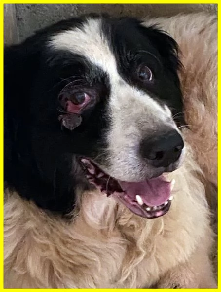 chico adozione d'amore urgente 18 anni ha bisogno di cure | Foto 0