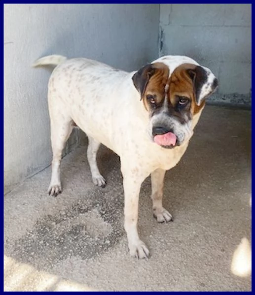 edda dolce e buona 10 anni è in gabbia e cerca una famiglia | Foto 2