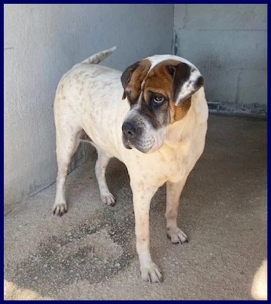 edda dolce e buona 10 anni è in gabbia e cerca una famiglia | Foto 1