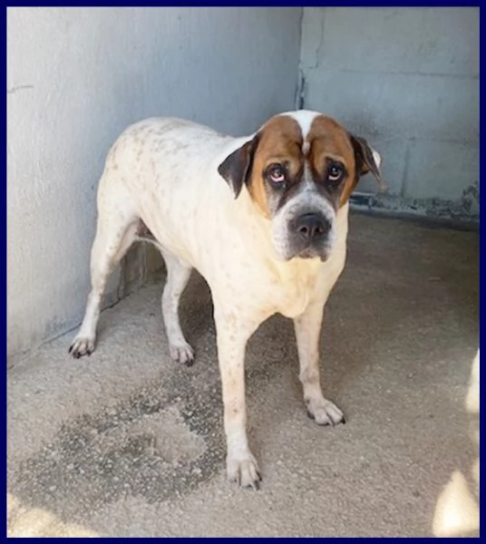 edda dolce e buona 10 anni è in gabbia e cerca una famiglia | Foto 0