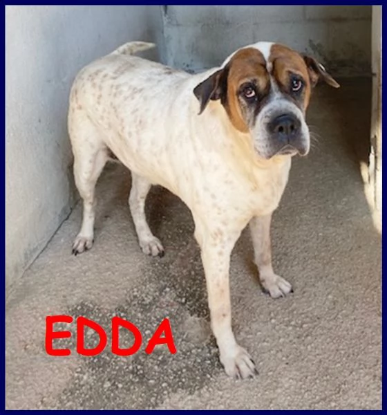 edda dolce e buona 10 anni è in gabbia e cerca una famiglia