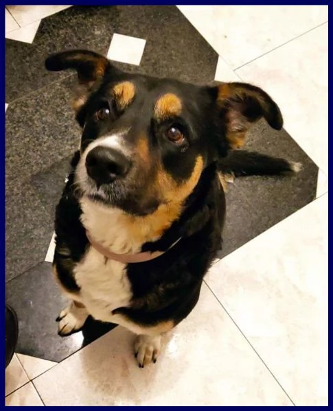 perla mix labrador rottweiler vive legata in cortile | Foto 0