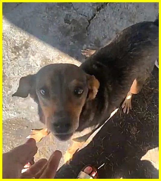 sbirulino povero nonnino 11 anni in canile da 10 solo 7 kg | Foto 2