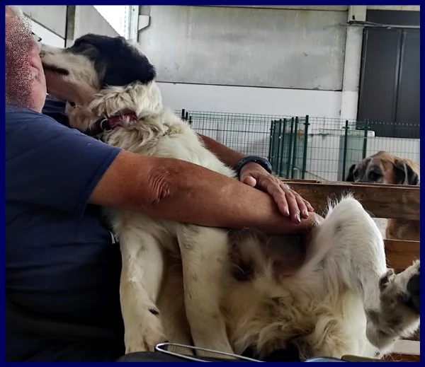 ggg cucciolone poco più di 1 anno gigante dolce e coccolone | Foto 4