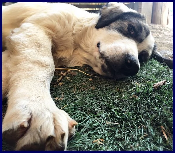 ggg cucciolone poco più di 1 anno gigante dolce e coccolone | Foto 3