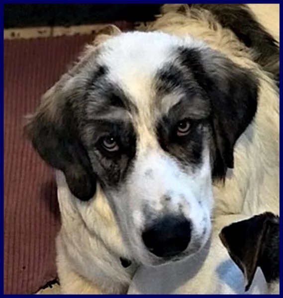 ggg cucciolone poco più di 1 anno gigante dolce e coccolone | Foto 2