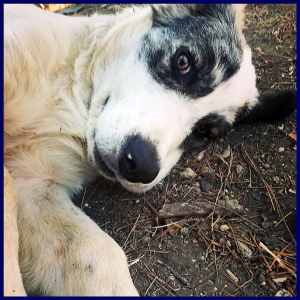 ggg cucciolone poco più di 1 anno gigante dolce e coccolone | Foto 1