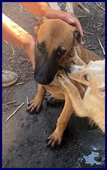 ketchup cucciolo 5 mesi in canile senza aver fatto male a nessuno | Foto 2