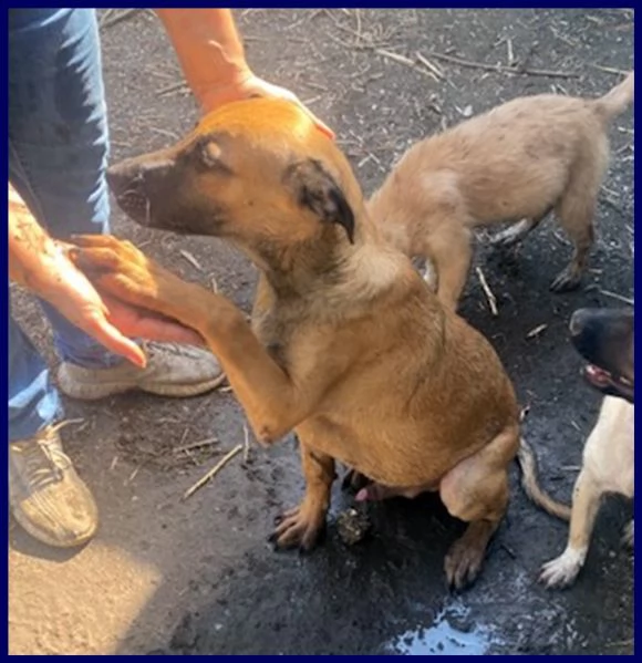 ketchup cucciolo 5 mesi in canile senza aver fatto male a nessuno | Foto 1