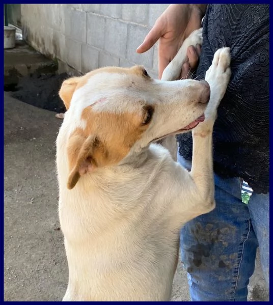 nureyev tenerissimo cucciolo 4 anni sogna una famiglia che lo adotti | Foto 1