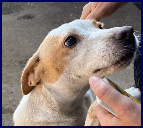 nureyev tenerissimo cucciolo 4 anni sogna una famiglia che lo adotti | Foto 0