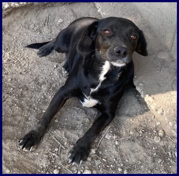 pippi troppo dolce per restare chiusa in un box | Foto 0