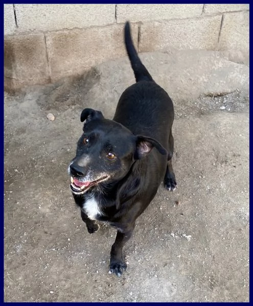 sound buono e festoso aspetta ancora una famiglia che lo salvi | Foto 3