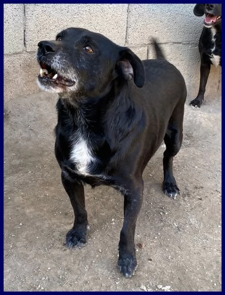 sound buono e festoso aspetta ancora una famiglia che lo salvi | Foto 2