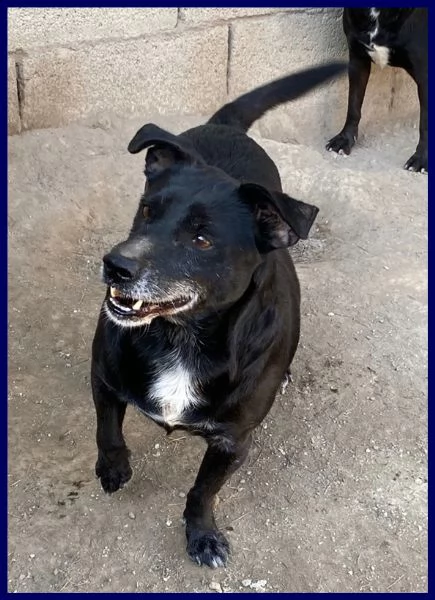 sound buono e festoso aspetta ancora una famiglia che lo salvi | Foto 1