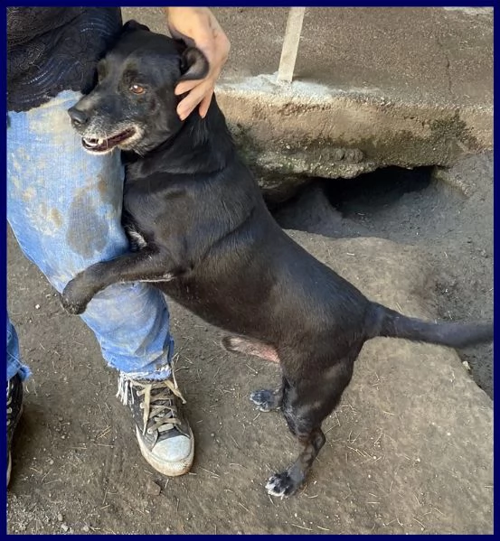 sound buono e festoso aspetta ancora una famiglia che lo salvi | Foto 0